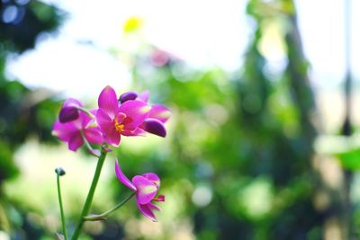 Close-up of pink flowering plant