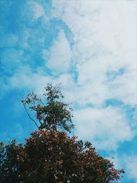 Low angle view of tree against sky