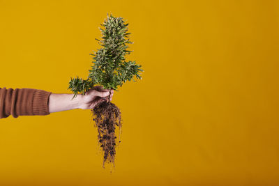 A hand holding a marijuana plant with roots on yellow background