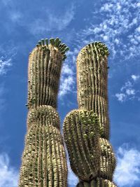 Low angle view of cactus against sky