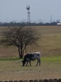 Horse in farm