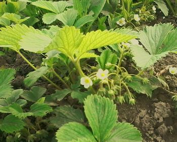 Close-up of plants growing in field