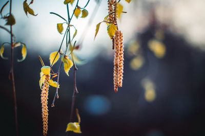 Close-up of yellow flowering plant