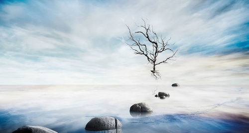 Scenic view of tree against sky during winter