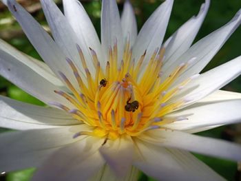 Close-up of bee pollinating flower