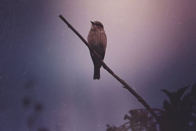 Bird on branch against sky at night