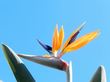 Close-up of plant against blue sky