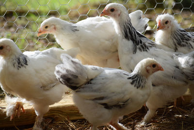 Flock of chicken