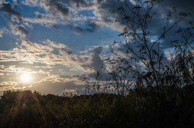 Plants growing on land against sky during sunset