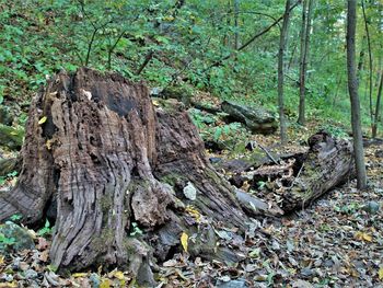 Trees growing in forest