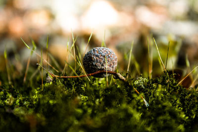 Close-up of mushroom growing on field