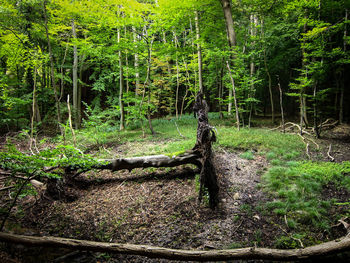 Trees in forest