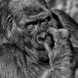 Close-up of gorilla looking away