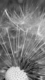 Close-up of dandelion