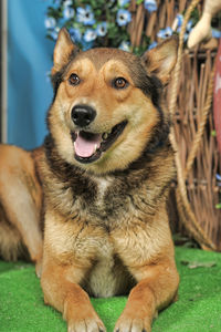 Close-up portrait of a dog