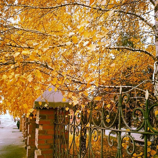 tree, yellow, autumn, change, branch, built structure, architecture, railing, orange color, season, building exterior, growth, nature, outdoors, day, beauty in nature, no people, fence, sunlight, low angle view