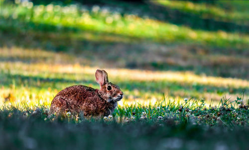 Side view of rabbit sitting on grassy field