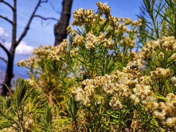 Close-up of flowering plant against sky