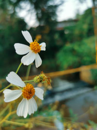 Close-up of white flowering plant