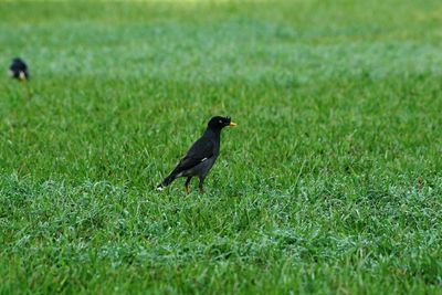 Bird perching on grass