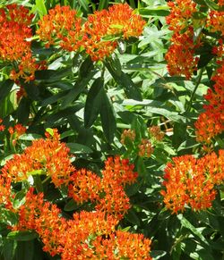 Close-up of orange marigold flowers blooming outdoors