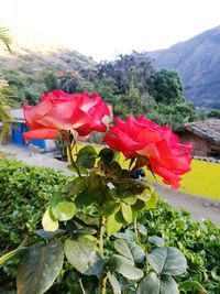 Close-up of red flowers blooming against sky