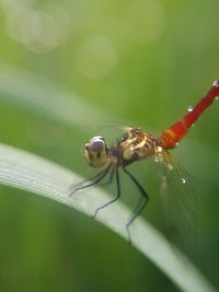 Close-up of insect on leaf