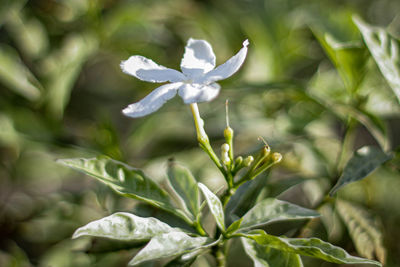 Close-up of white flowering plant