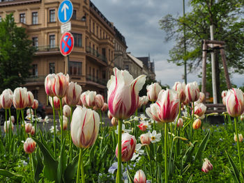 Close-up of tulips in bloom