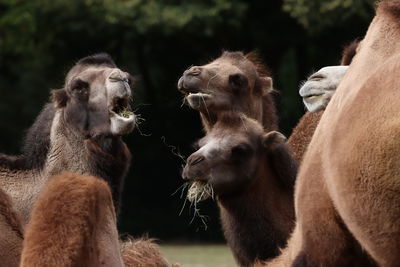 Dromedaries eating with open mouth