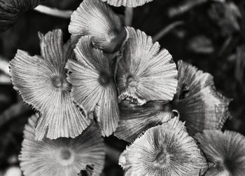 Close-up of flowers