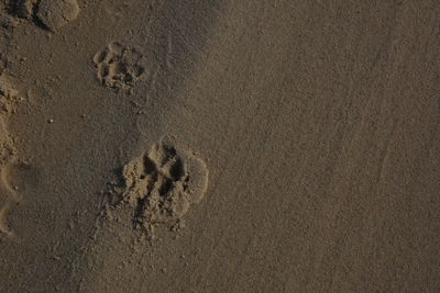 High angle view of footprints on sand