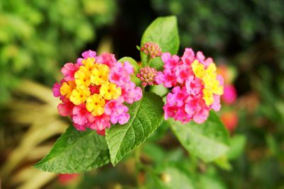 Close-up of pink flowering plant