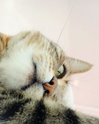 Close-up portrait of a cat