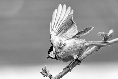 Close-up of bird perching on branch