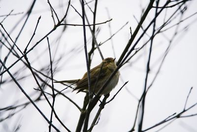 Low angle view of bird perching on twig against sky