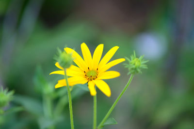 Close-up of yellow flower against blurred background