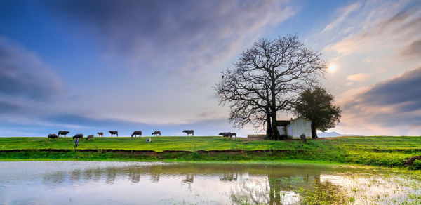 Scenic view of field against sky