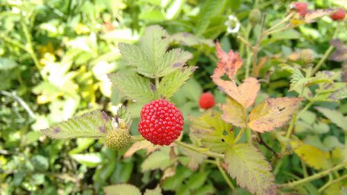 Close-up of strawberry growing on plant