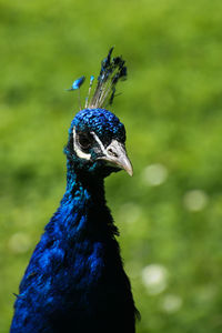 Close-up of peacock