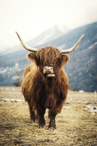 Portrait of highland cattle standing on field