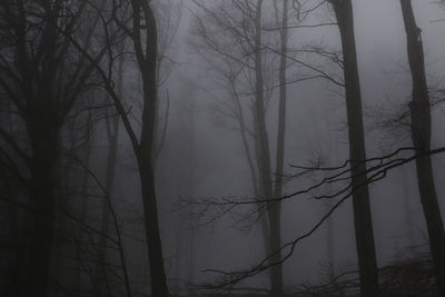 Bare trees in forest during foggy weather