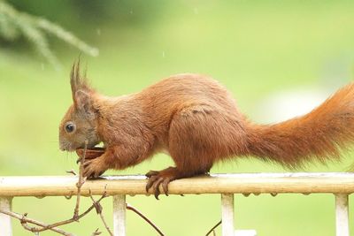 Close-up of eurasian red squirrel on railing