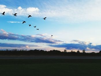 Birds flying over landscape against sky