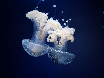 Close-up of jellyfish swimming in sea