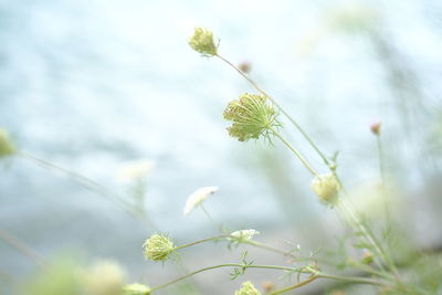 Close-up of flowering plant