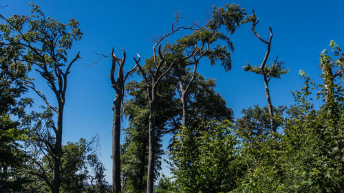 Low angle view of trees against blue sky