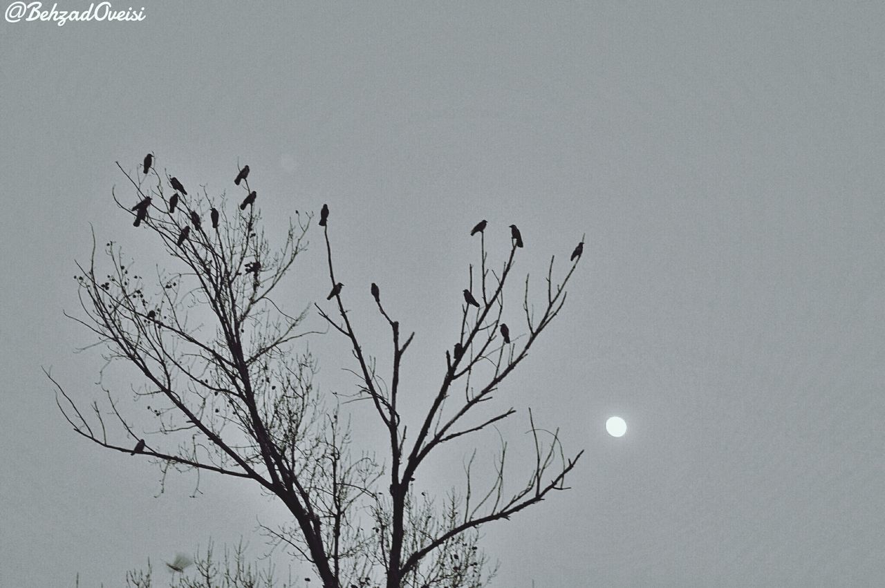 low angle view, branch, bare tree, clear sky, silhouette, tree, nature, moon, beauty in nature, copy space, tranquility, sky, scenics, outdoors, no people, dusk, growth, sun, tranquil scene, high section