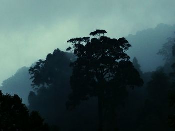 Low angle view of trees against sky