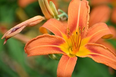 Close-up of orange day lily blooming outdoors